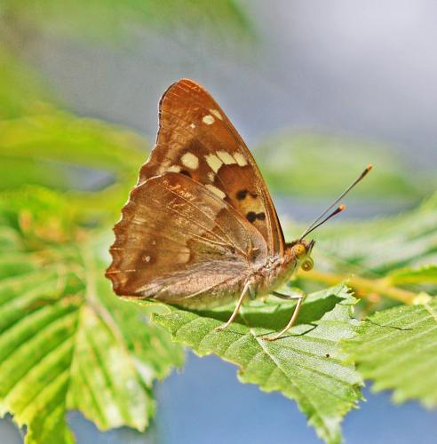 Réf. 345 153 : Apatura ilia
